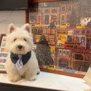 刚子的萌犬日记抖音达人头像