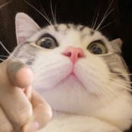 麦克雷雷🐱抖音达人头像