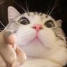 麦克雷雷🐱抖音达人头像