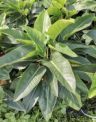 植物陶园Plant抖音达人头像