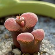 丑地猫多肉抖音号头像