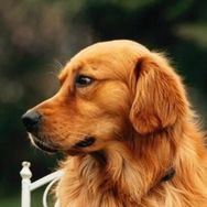 金毛寻回犬抖音达人头像