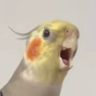 大宝爱唱歌🦜抖音达人头像