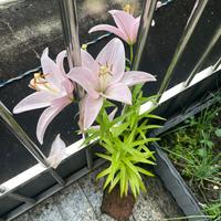 星语园艺抖音达人头像