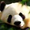 熊乐乐抖音达人头像