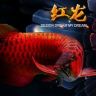太原养鱼人水族器材  鱼缸抖音达人头像