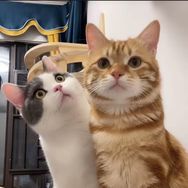 阿福是只橘猫抖音达人头像