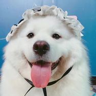 萨摩耶元七抖音达人头像