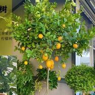 隆溪果树苗木专营店抖音达人头像