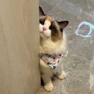 普安特品牌专场xPUPU是只喵喵咪抖音号头像