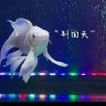 易丹水族旗舰店抖音达人头像