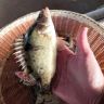 茗佳渔业抖音达人头像