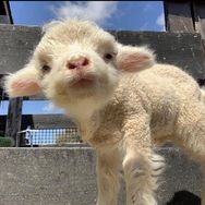 亿点点🐑抖音达人头像