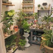 雀森绿植新店抖音达人头像
