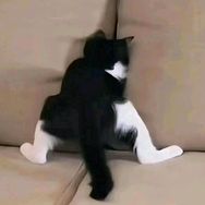 阿𝑍抖音达人头像