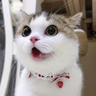 一只小蜜蜂抖音达人头像