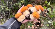 小刚野生菌严选店抖音达人头像