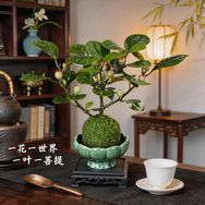 半亩花颜花卉绿植抖音达人头像