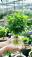 恒盛达绿植抖音号头像