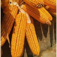 农业技术抖音号头像