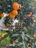 农鲜仙果抖音号头像