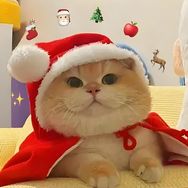 哆啦小喵🐱抖音达人头像