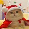 哆啦小喵🐱抖音达人头像
