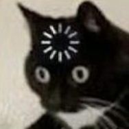 神奇猫猫头抖音达人头像