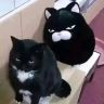 猫猫尾草抖音达人头像