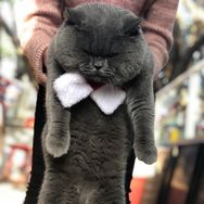 大脸猫大肥猫舍抖音达人头像