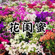 花闺蜜园艺三角梅抖音达人头像