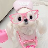 小白白.抖音达人头像