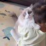 吉米猫wo抖音达人头像