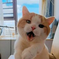 短腿的帕格尼尼抖音达人头像