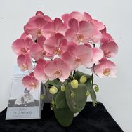 花语芳香蝴蝶兰抖音达人头像