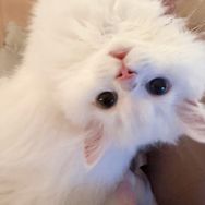 Ἀφροδίτη元瑛小7💫抖音达人头像