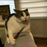 猫meme羊仔抖音达人头像