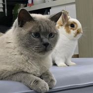 侧方位停兔   🐰岁岁抖音达人头像