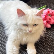 Tiger是只猫抖音达人头像