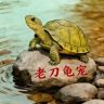 老刀龟宠抖音达人头像