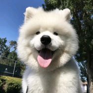 鸿途犬业（一手货源）抖音达人头像