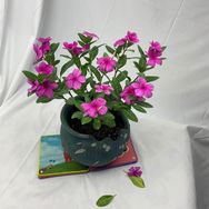 青州市趣致花卉园艺中心抖音达人头像