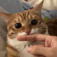 红中是只小猫咪抖音达人头像