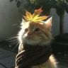 哆啦J梦（猫砂工厂）抖音达人头像