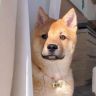 赛罗是只田园犬🐶抖音达人头像