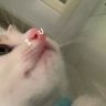 小猫喵喵喵抖音达人头像