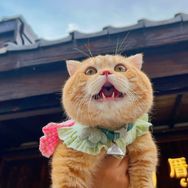 榴莲蛋挞棉花糖抖音达人头像