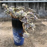拾贰花盆抖音达人头像
