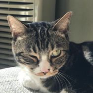 尿尿是只猫抖音达人头像