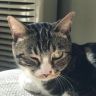 尿尿是只猫抖音达人头像